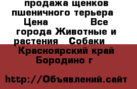 продажа щенков пшеничного терьера › Цена ­ 35 000 - Все города Животные и растения » Собаки   . Красноярский край,Бородино г.